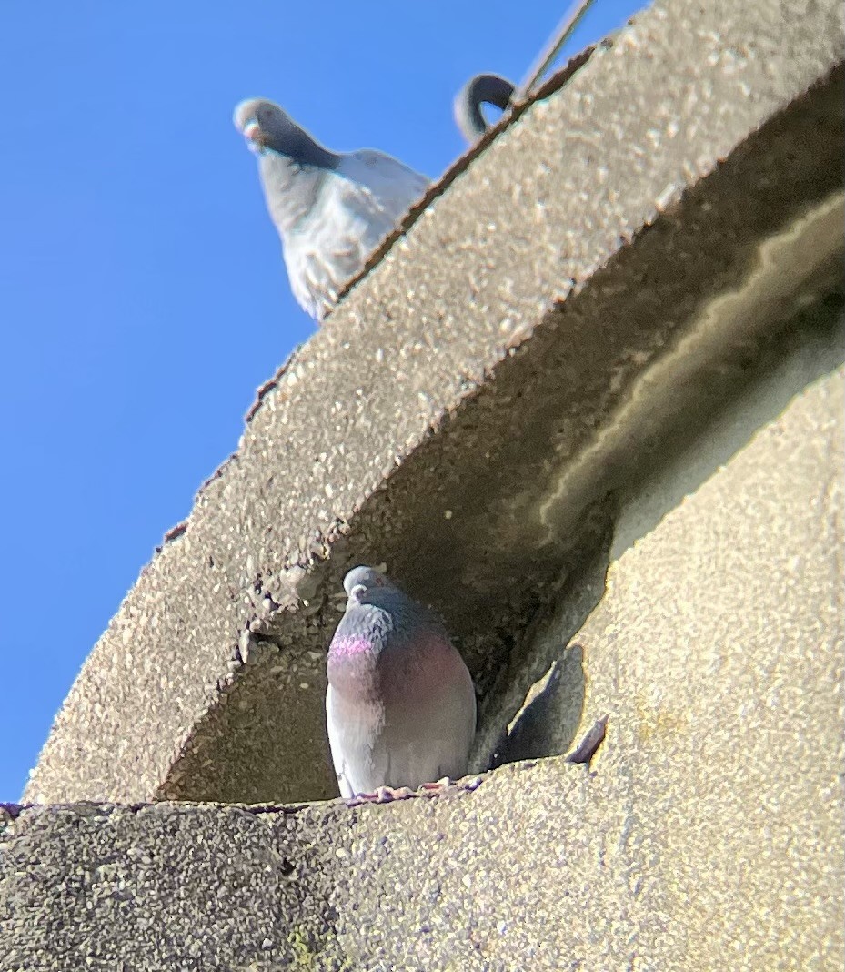Rock Pigeon (Feral Pigeon) - ML617735206