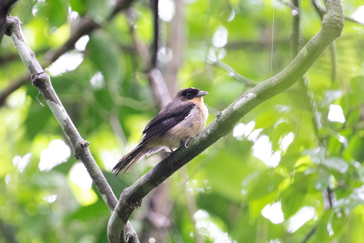 Black-goggled Tanager - ML617735208