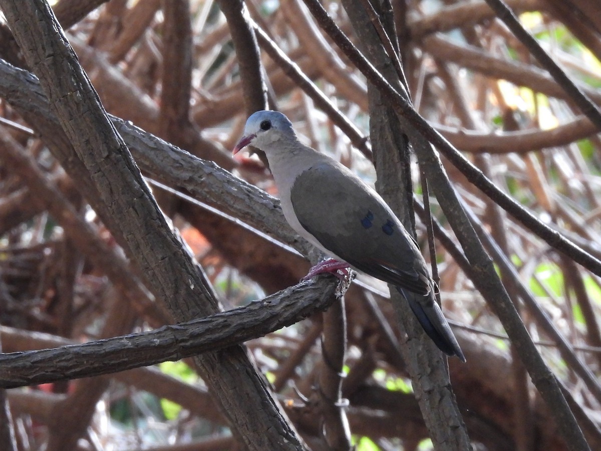 Blue-spotted Wood-Dove - ML617735219