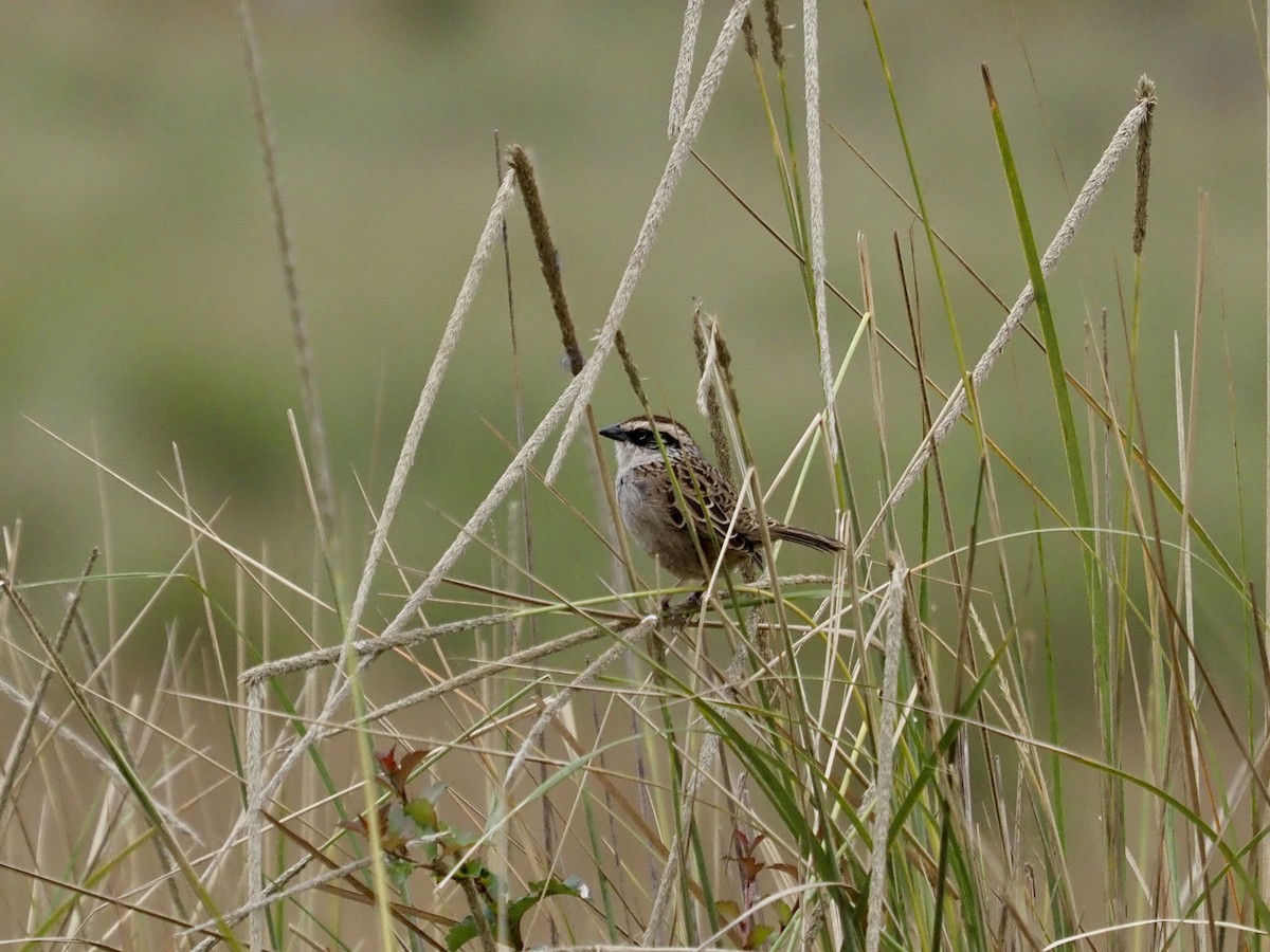 Striped Sparrow - ML617735272