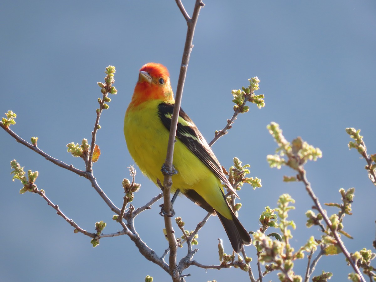 Western Tanager - ML617735292