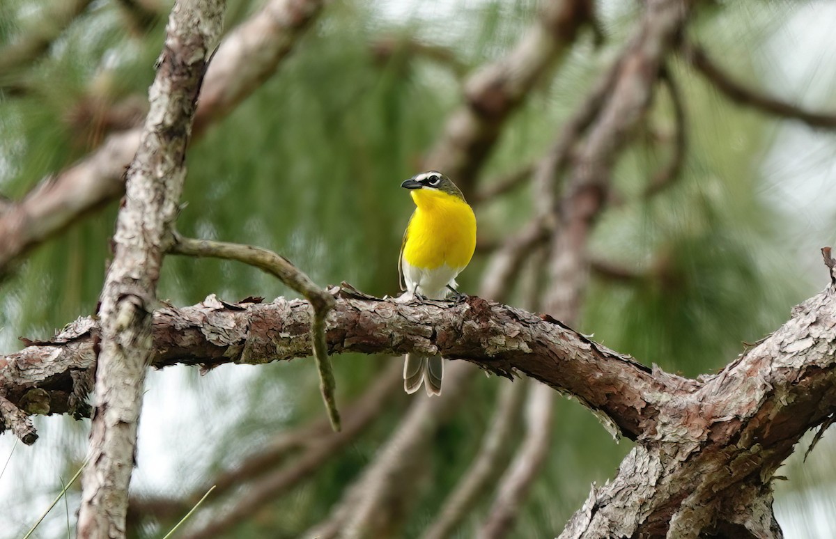 Yellow-breasted Chat - ML617735323