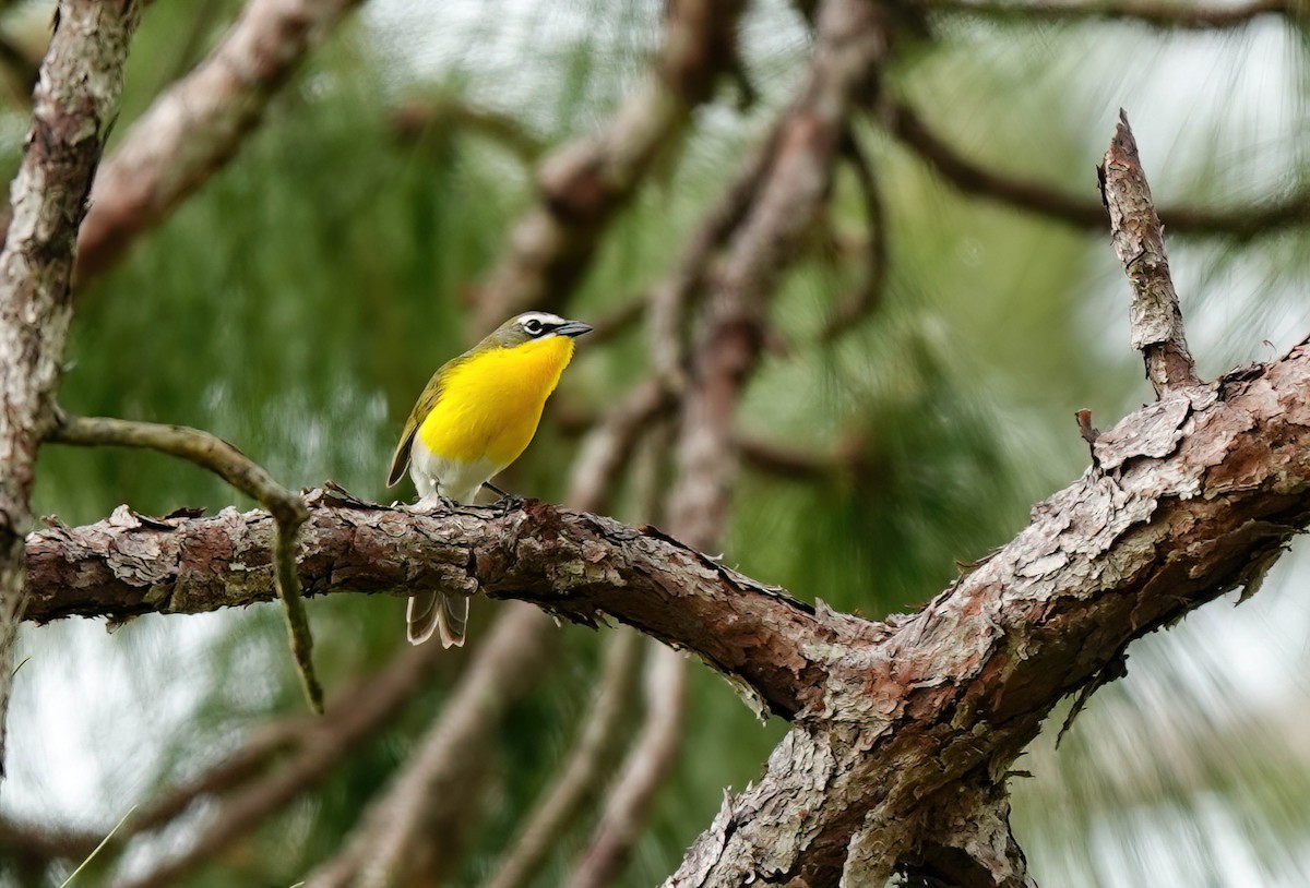 Yellow-breasted Chat - Pam Vercellone-Smith