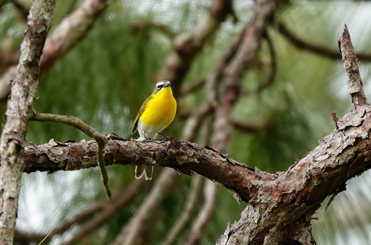 Yellow-breasted Chat - ML617735347