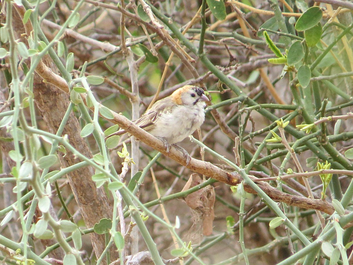 Speckle-fronted Weaver - ML617735373