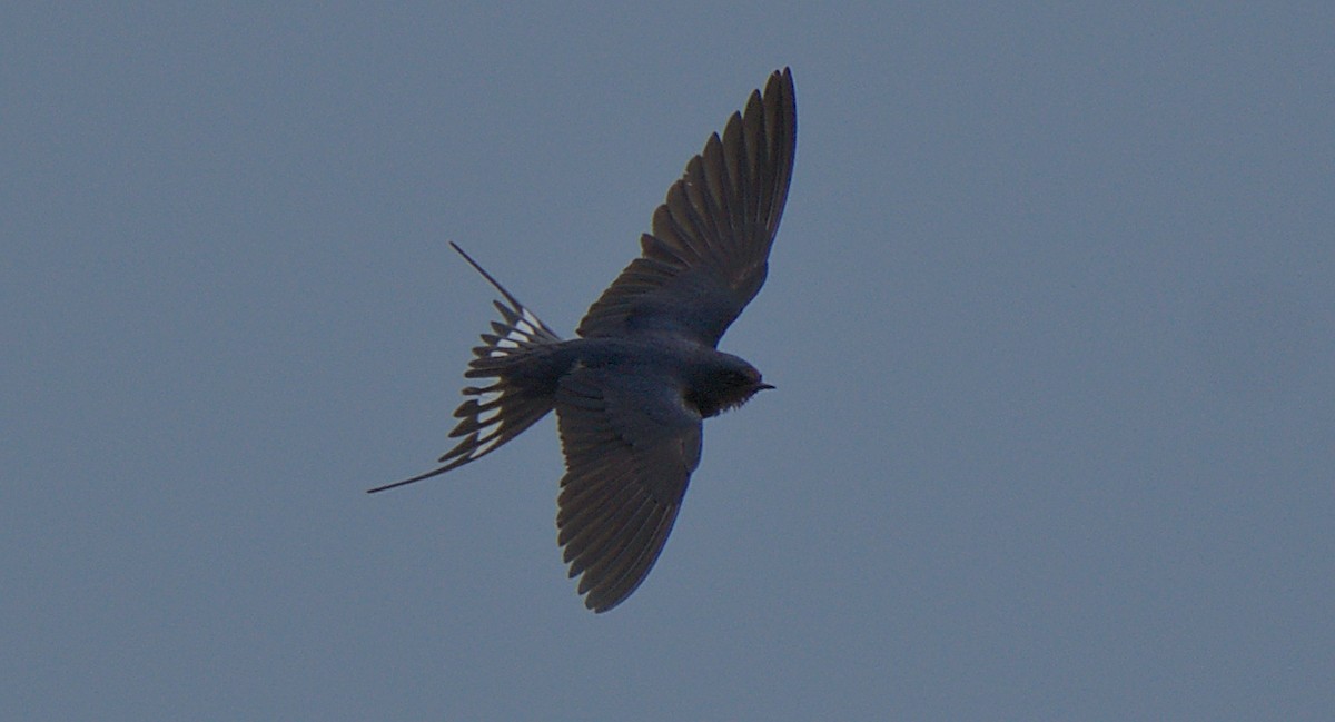 Barn Swallow - ML617735387