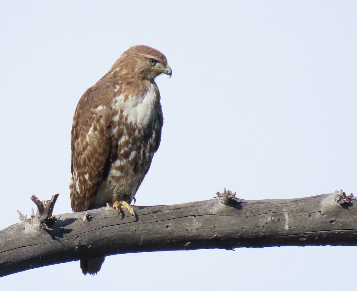 Red-tailed Hawk - ML617735422