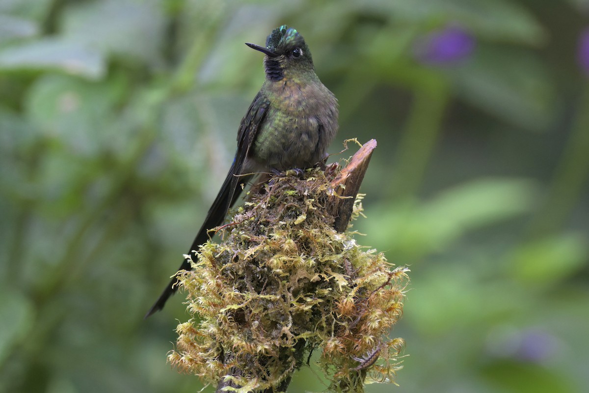 Violet-tailed Sylph - ML617735436