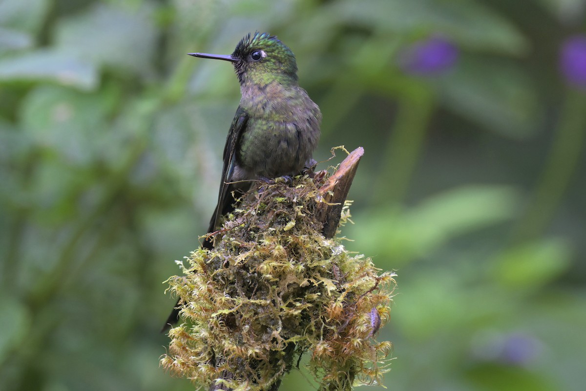 Violet-tailed Sylph - ML617735438