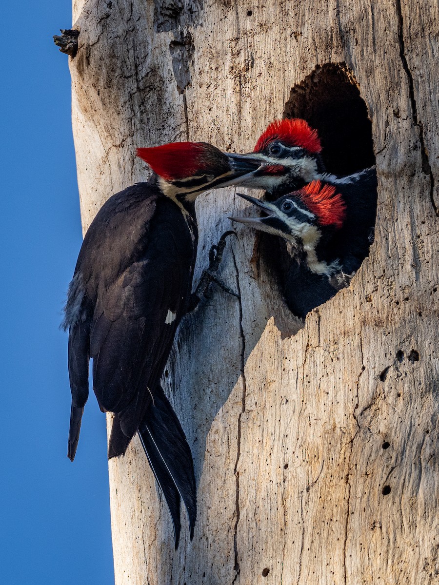 Pileated Woodpecker - ML617735460