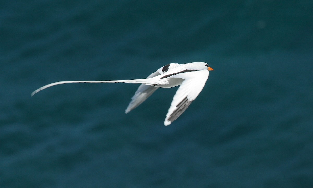 White-tailed Tropicbird - ML617735518