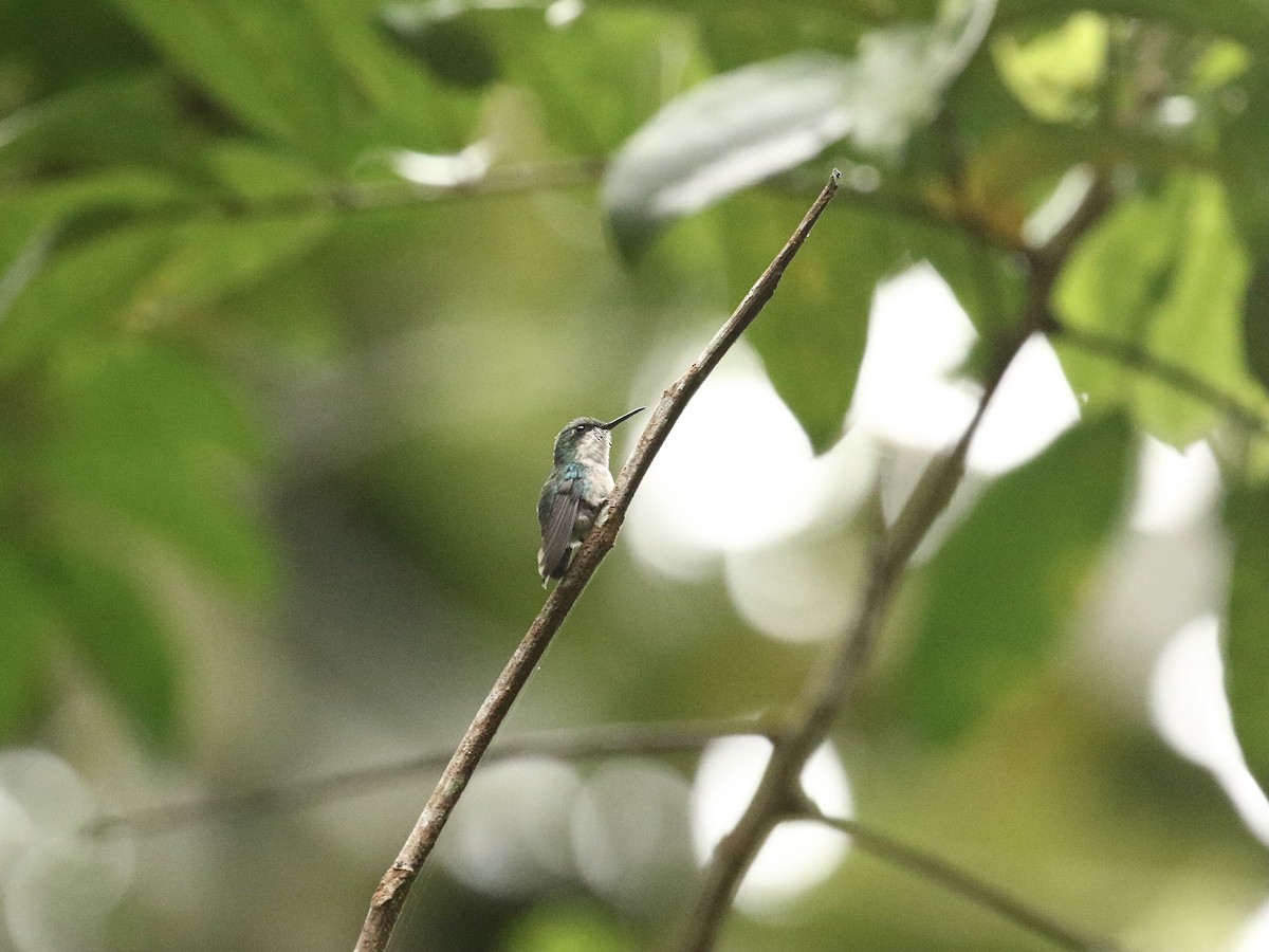 kolibřík portorický - ML617735536