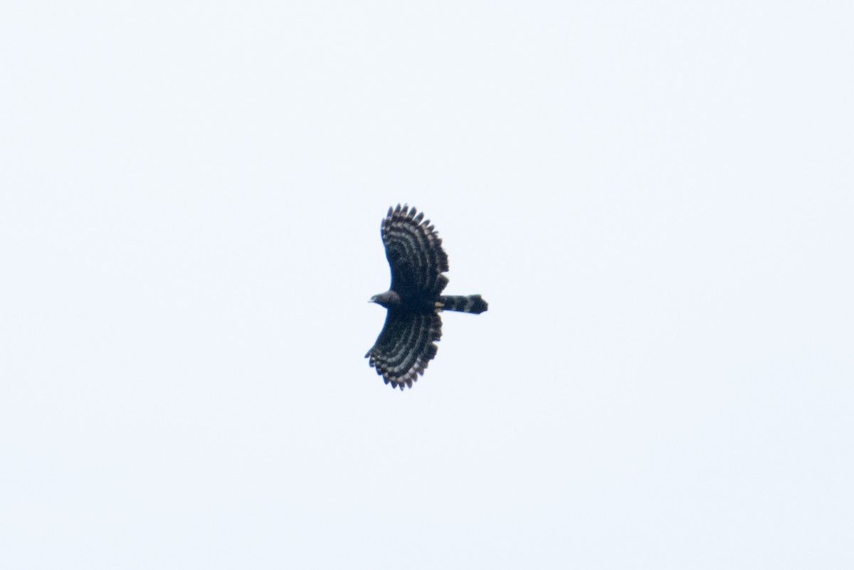 Black Hawk-Eagle - John C. Mittermeier