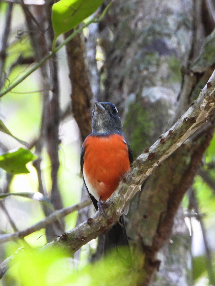 Gray-throated Chat - ML617735718