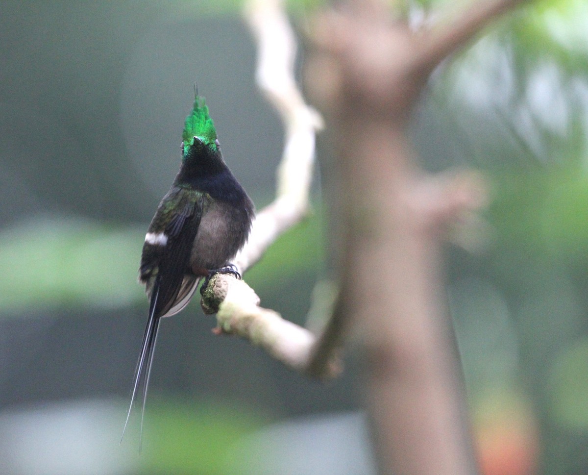 Wire-crested Thorntail - ML617735736