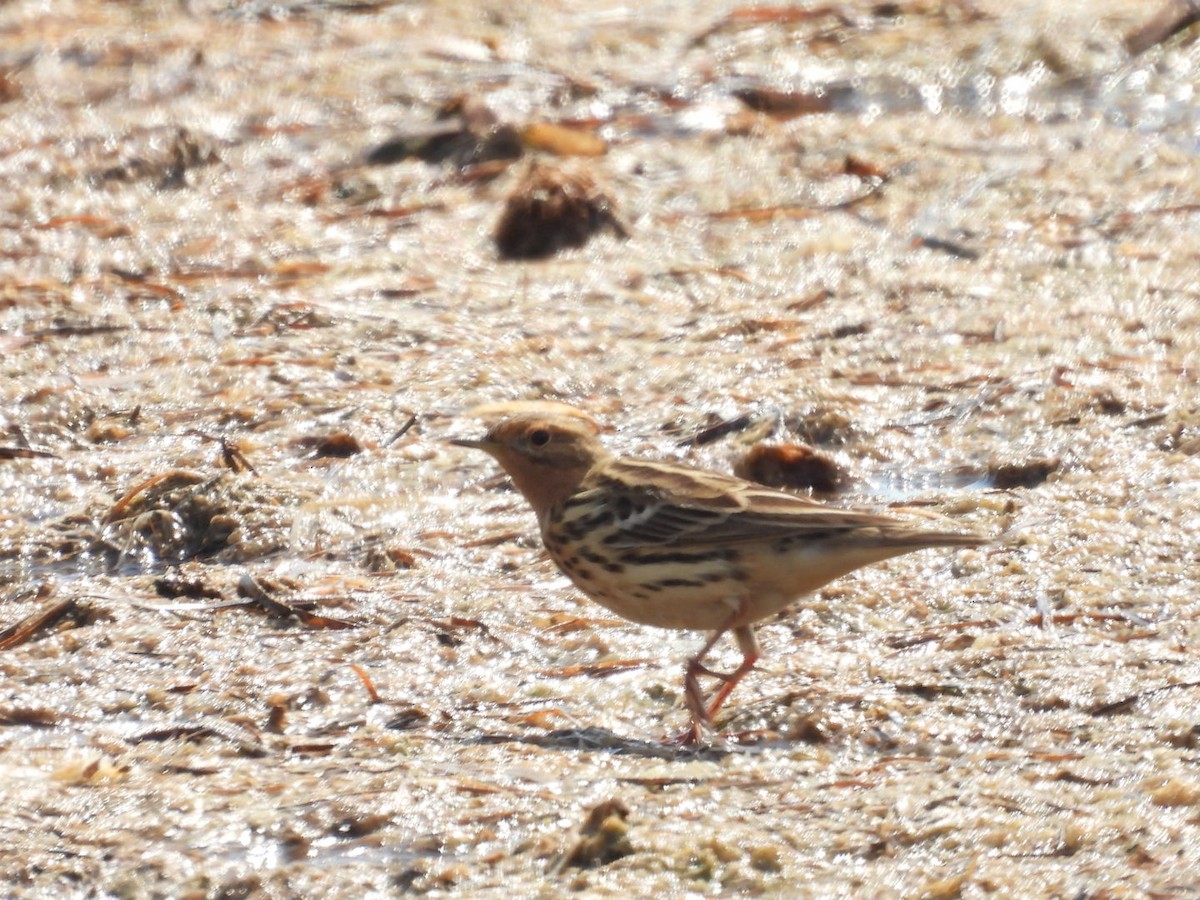 Red-throated Pipit - ML617735743
