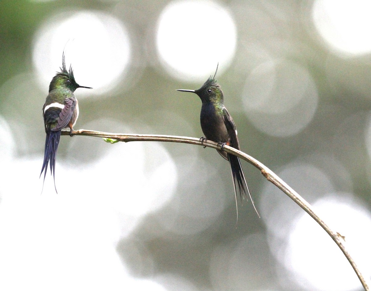 Wire-crested Thorntail - ML617735754