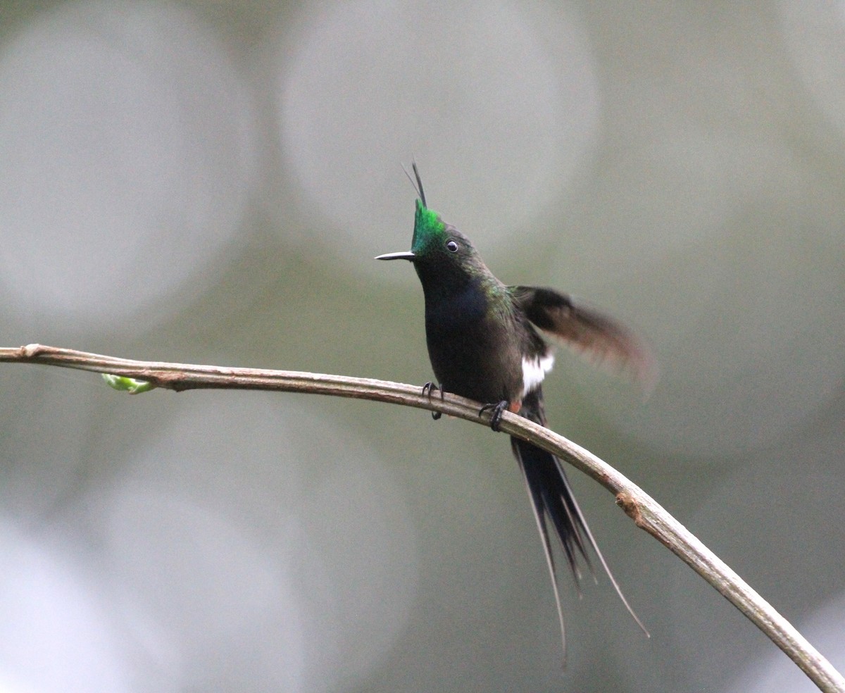 Wire-crested Thorntail - ML617735761