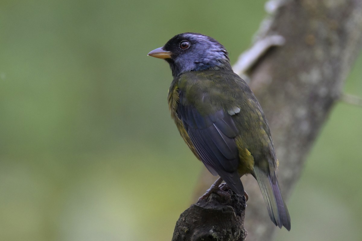 Moss-backed Tanager - ML617735804