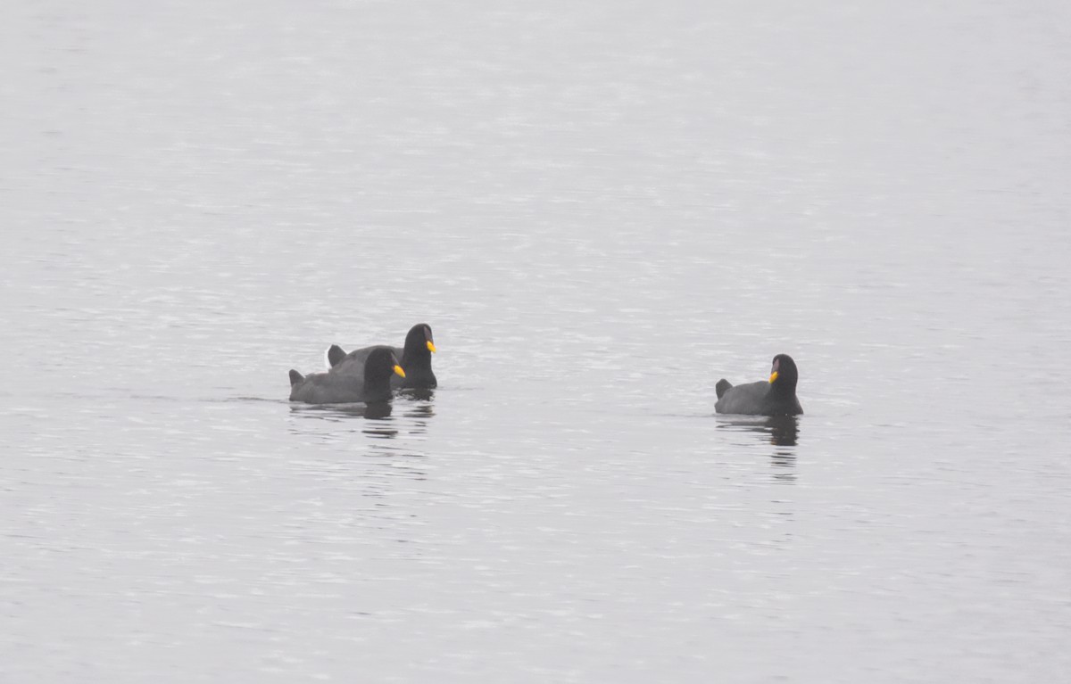 Red-fronted Coot - ML617735873