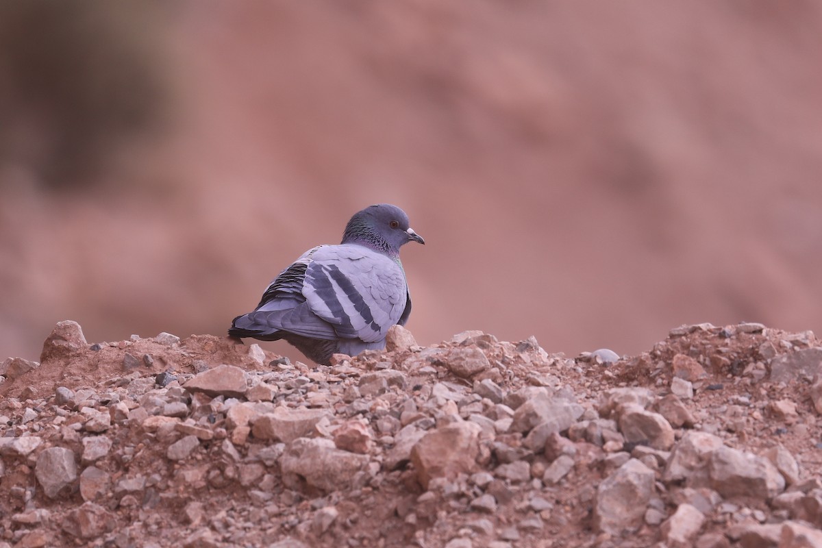 Rock Pigeon (Wild type) - ML617735941