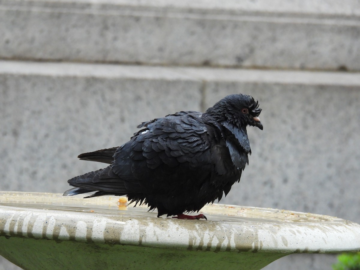 Rock Pigeon (Feral Pigeon) - ML617736069