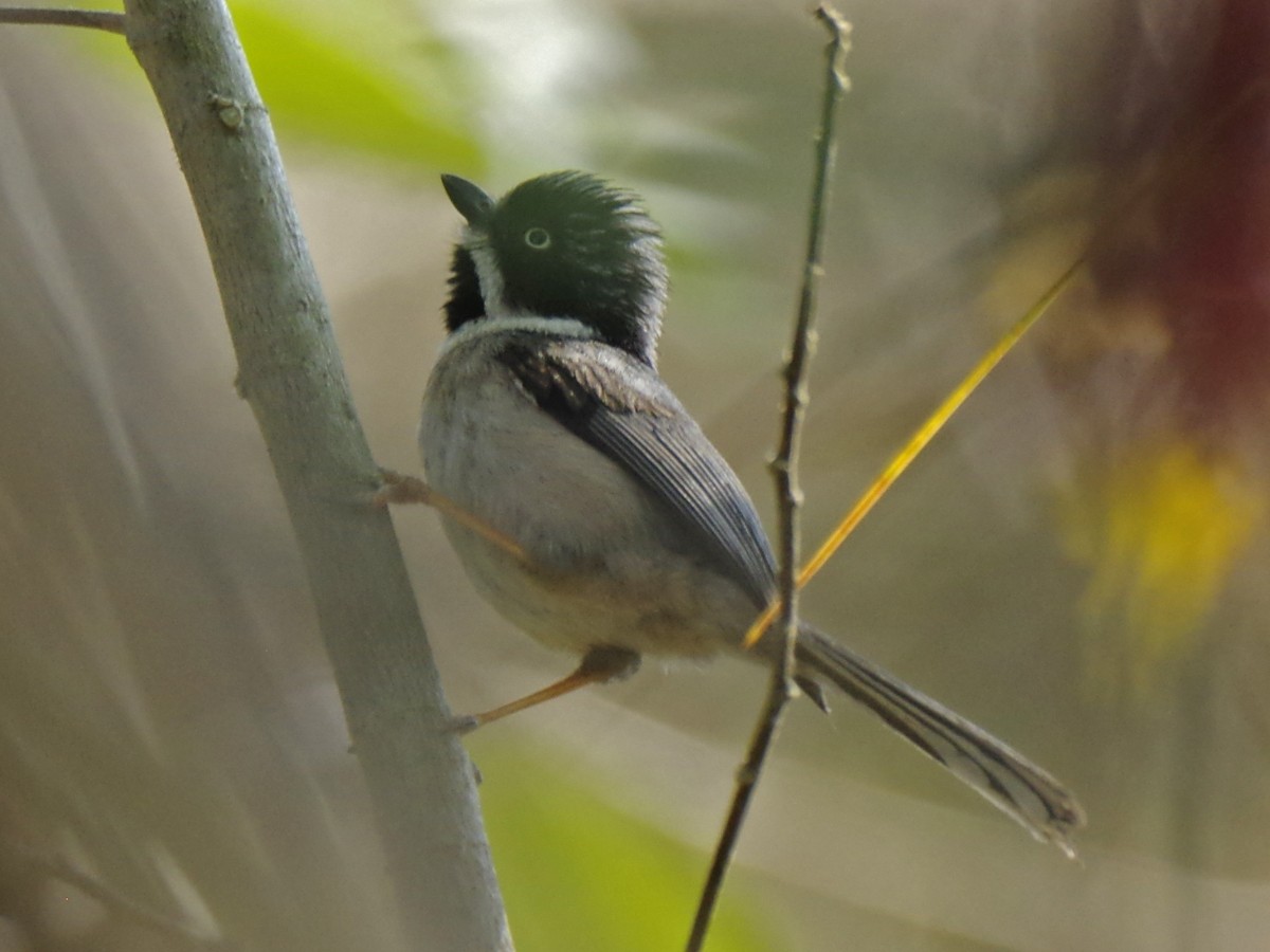 Black-throated Tit (Gray-crowned) - ML617736141