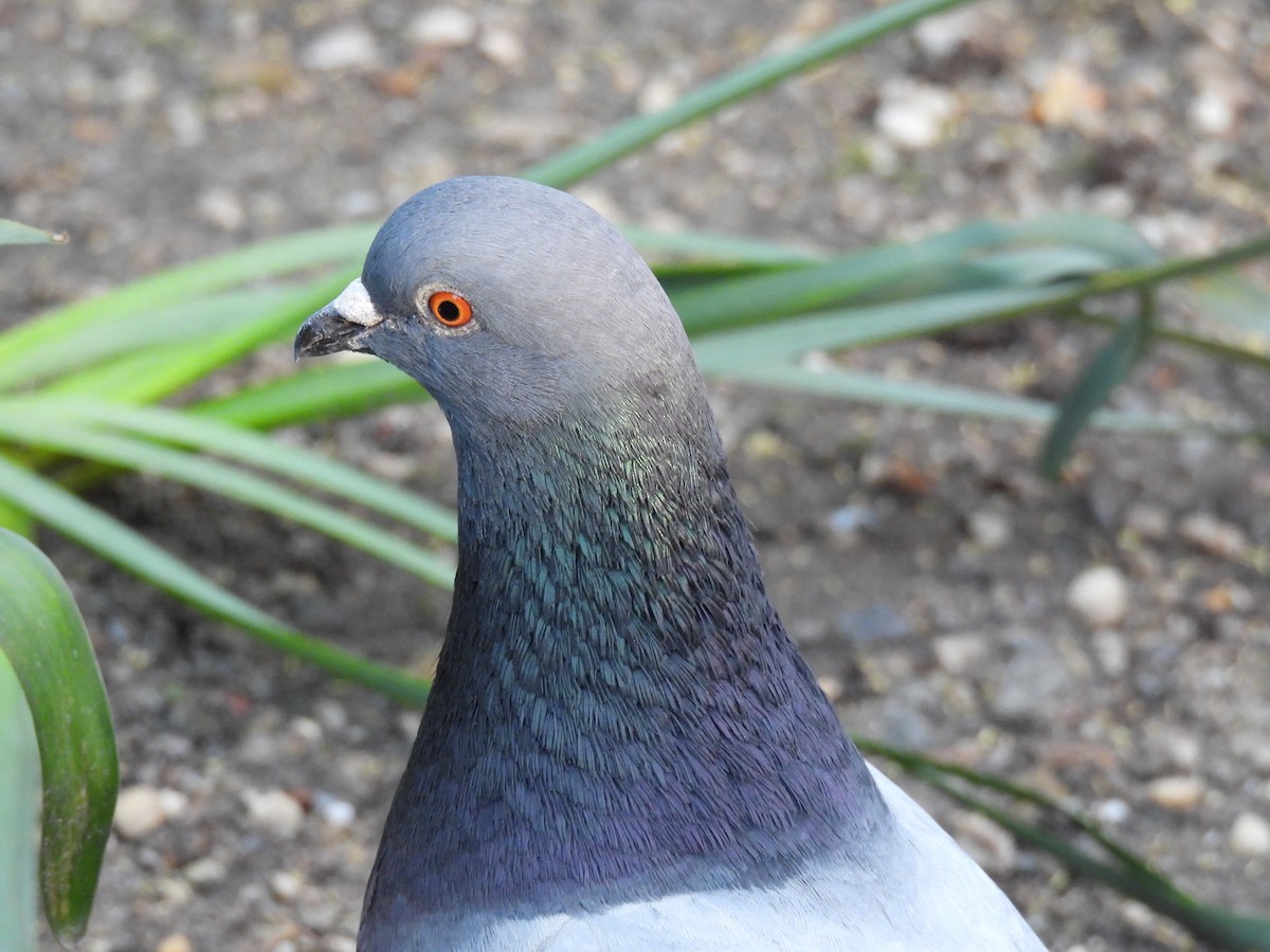 Rock Pigeon (Feral Pigeon) - ML617736163