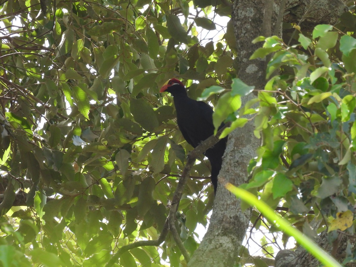 Violet Turaco - Toby Phelps