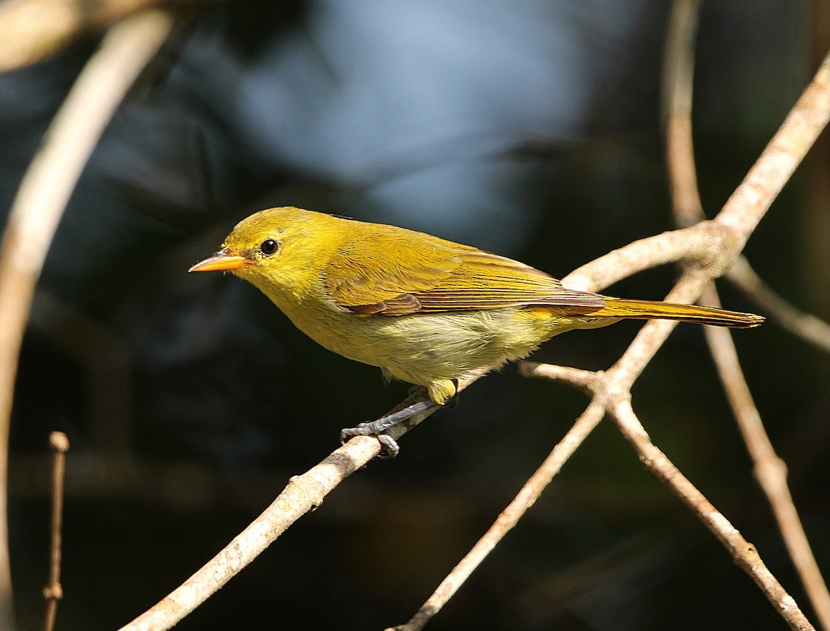 Rufous-headed Tanager - ML617736199
