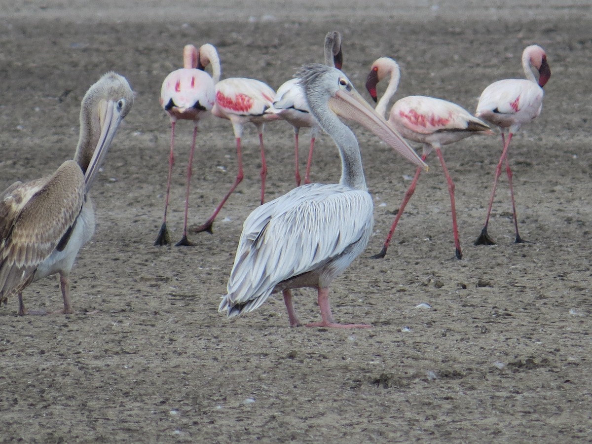 Pink-backed Pelican - ML617736211