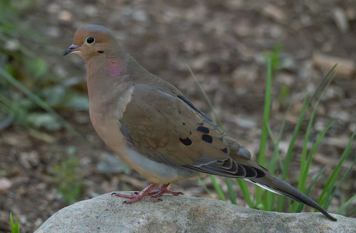 Mourning Dove - Anthea Gotto