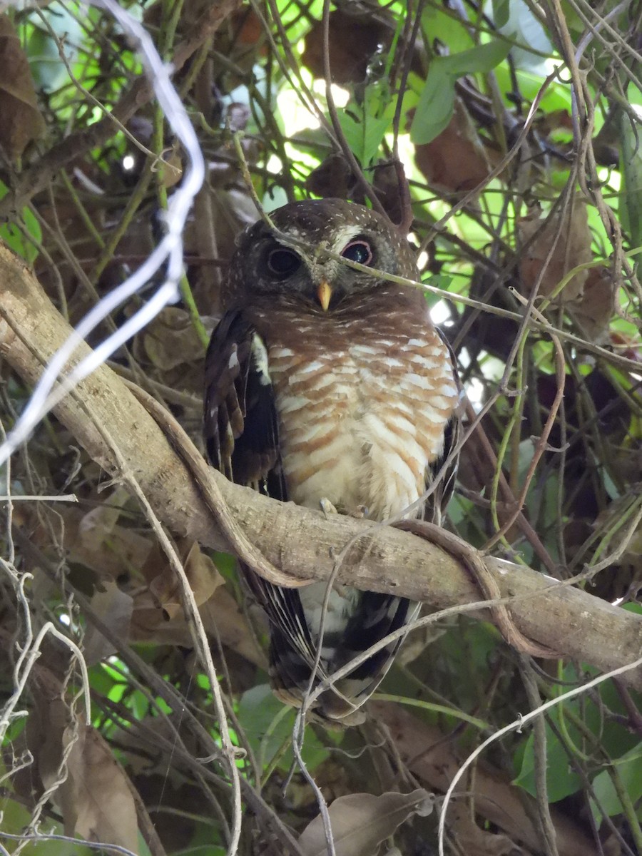 African Wood-Owl - ML617736251