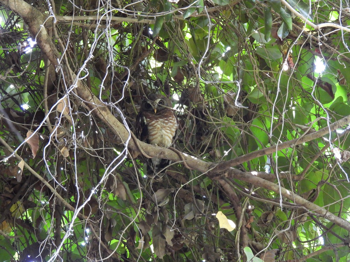 African Wood-Owl - ML617736255
