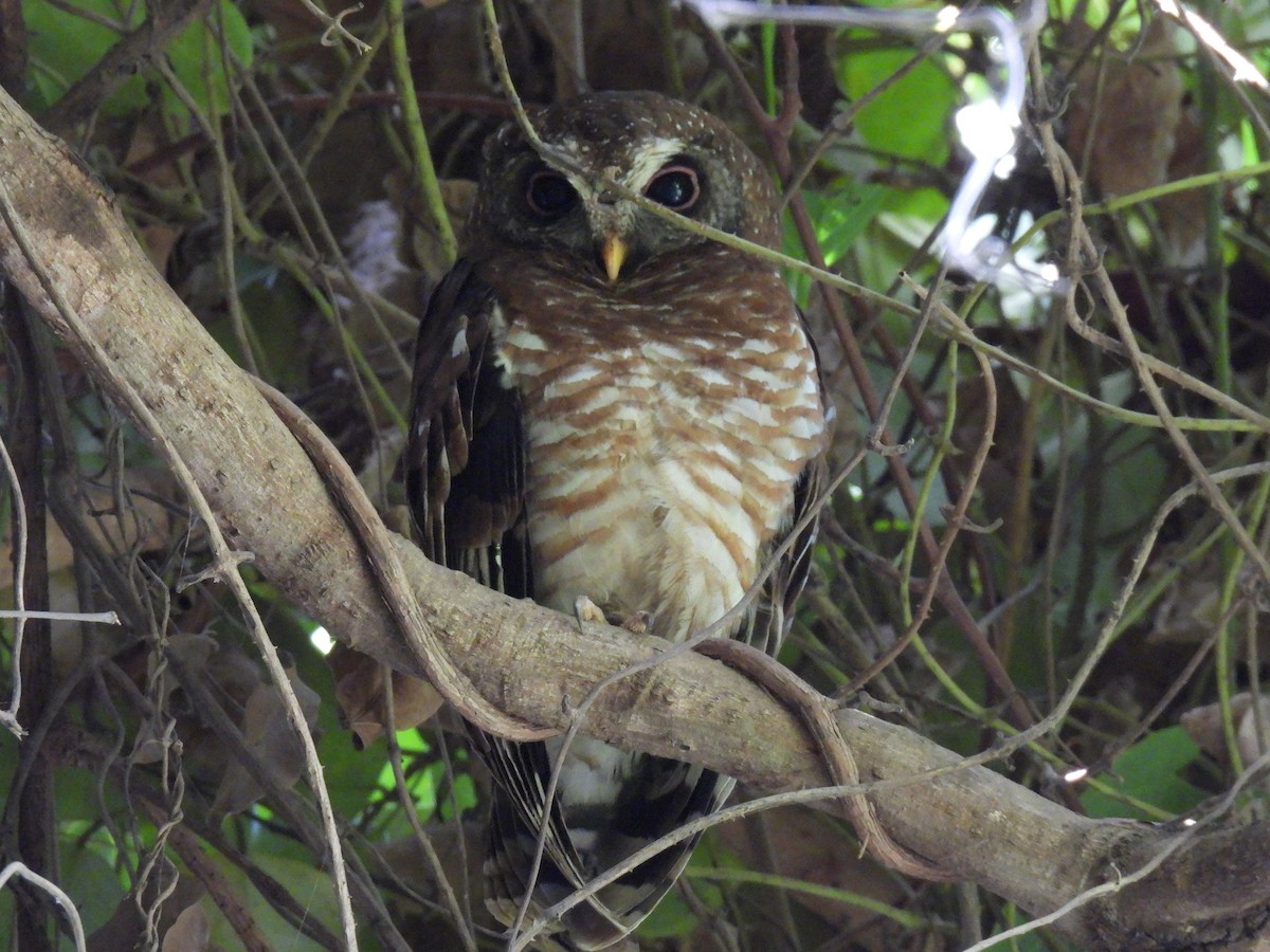 African Wood-Owl - ML617736257