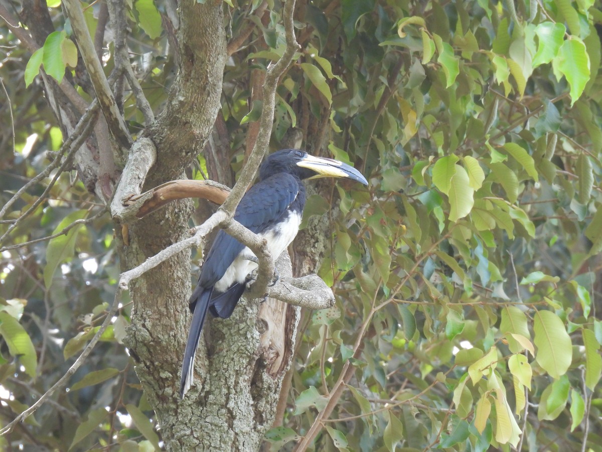 West African Pied Hornbill - Toby Phelps