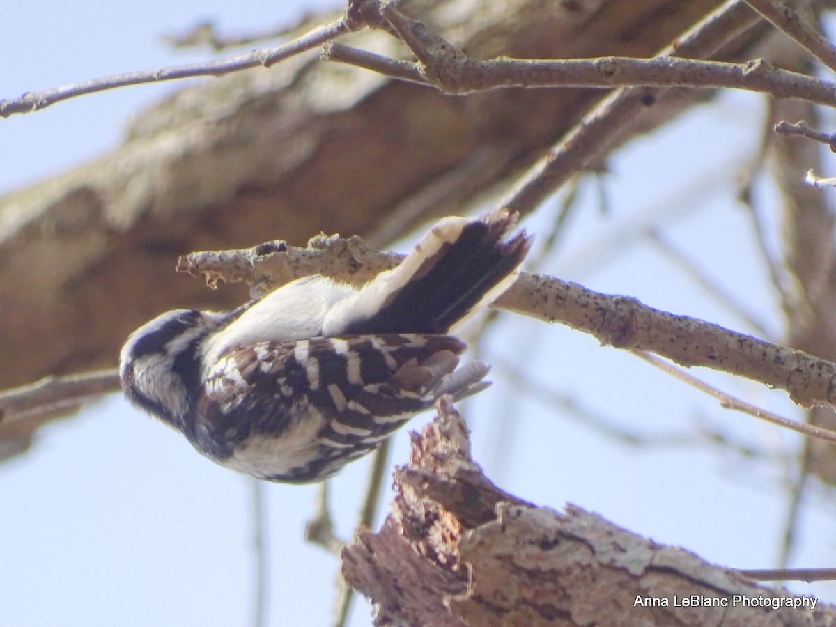 Downy Woodpecker (Eastern) - ML617736419