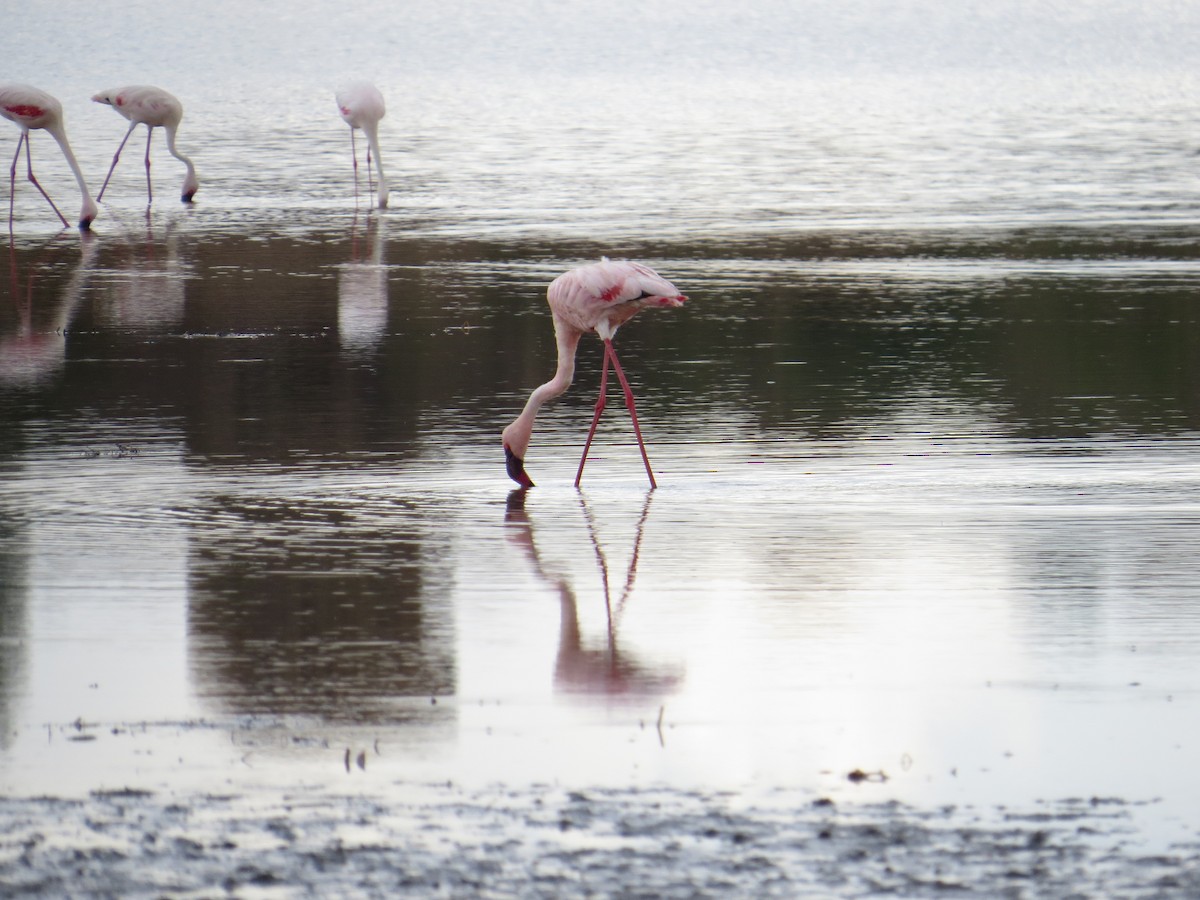 Lesser Flamingo - Andrew Cauldwell