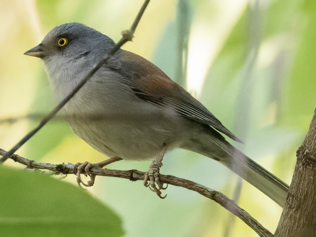 Yellow-eyed Junco (Mexican) - ML617736666