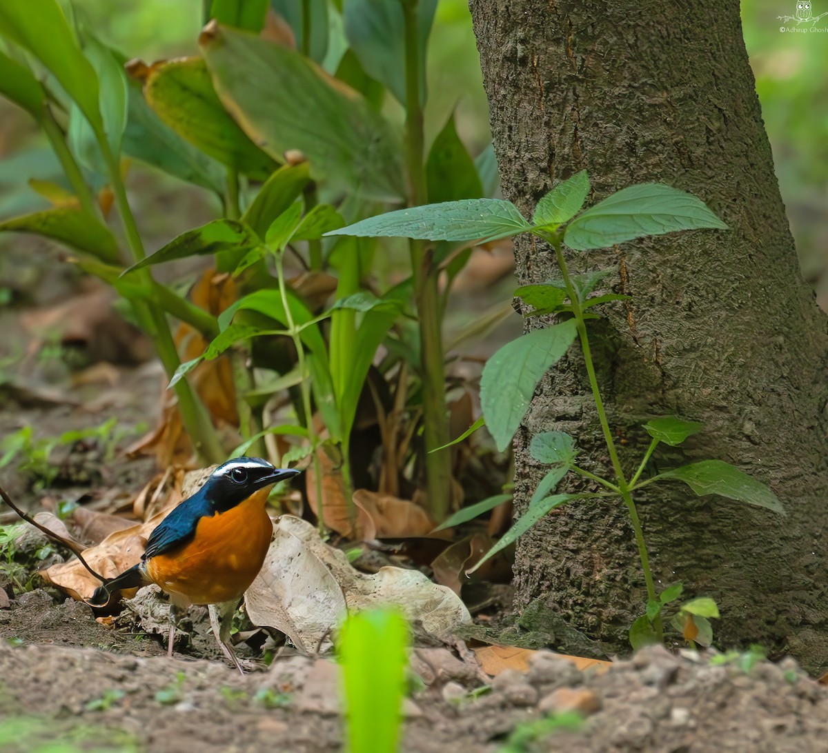 Indian Blue Robin - Adhirup Ghosh