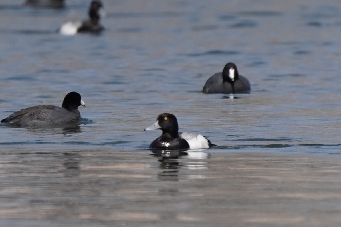 Greater Scaup - ML617736863