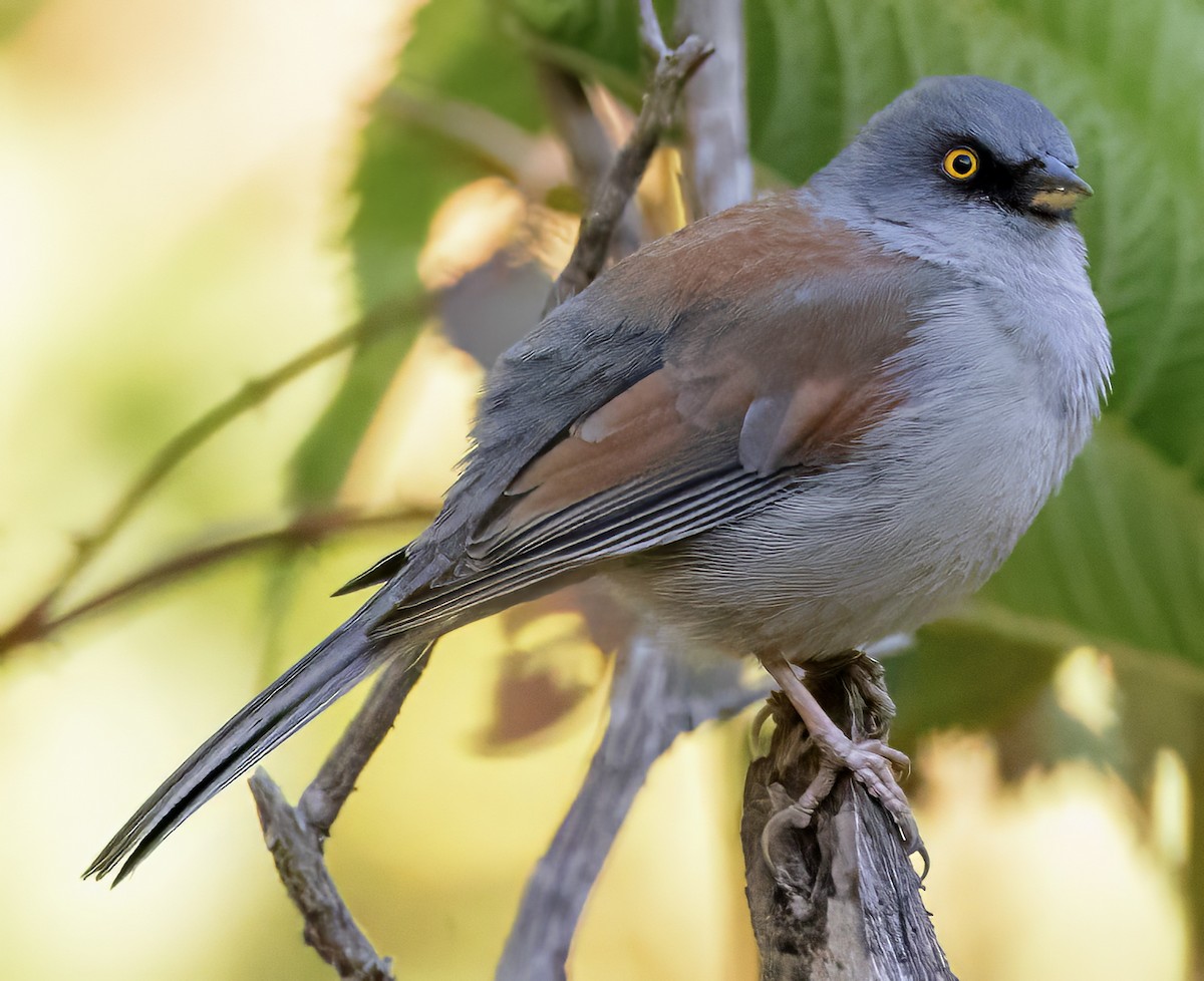 Yellow-eyed Junco (Mexican) - ML617736891