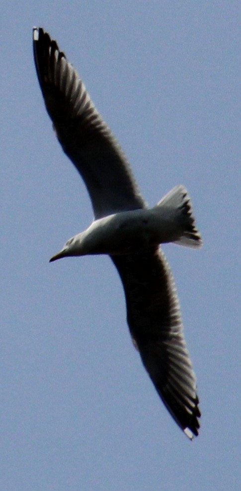 Herring Gull (American) - Samuel Harris