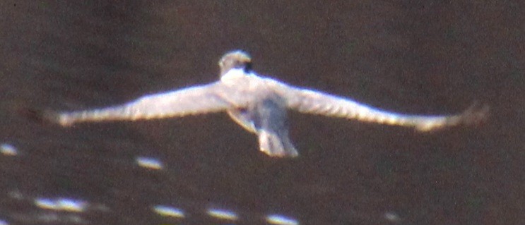 Belted Kingfisher - ML617736940