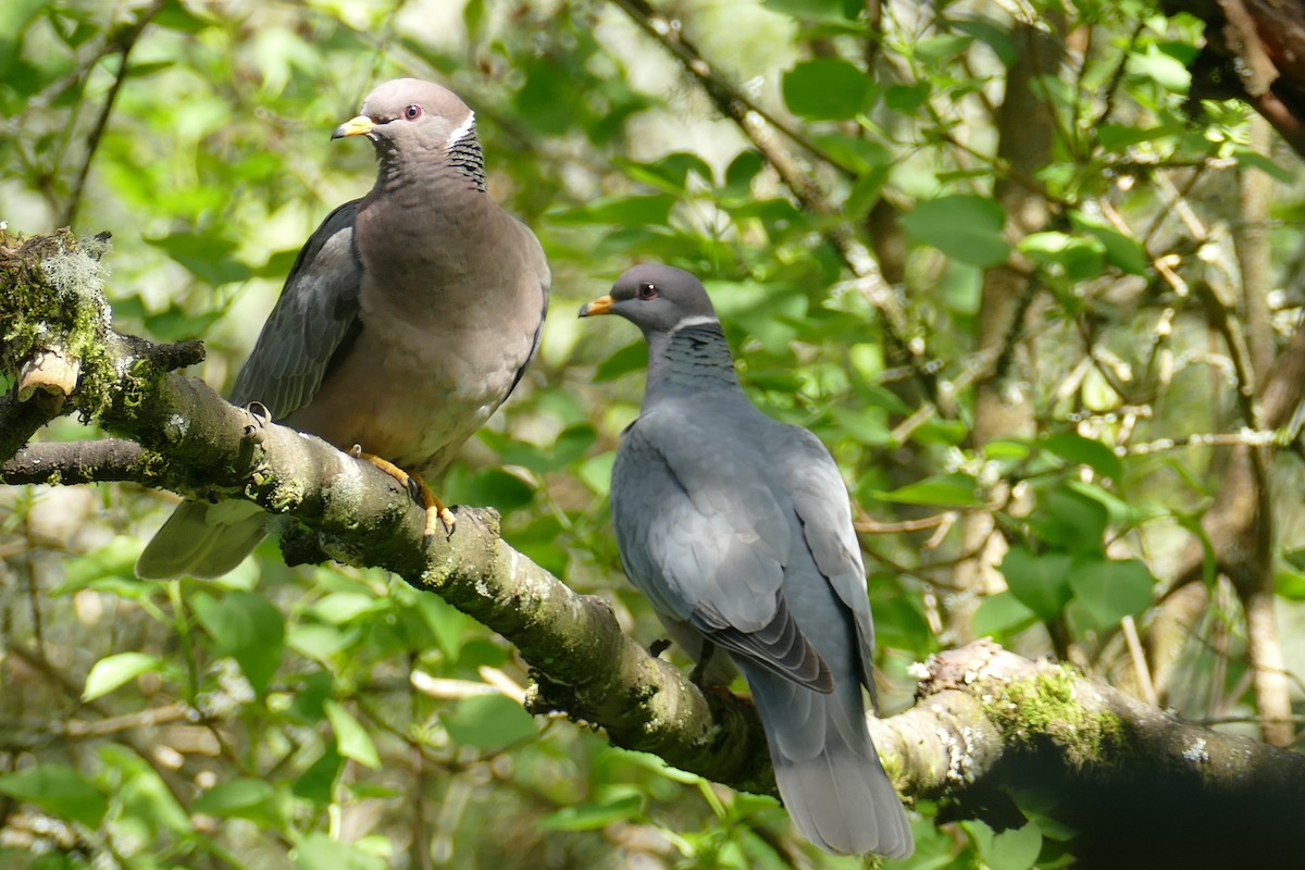 Band-tailed Pigeon - ML617736962