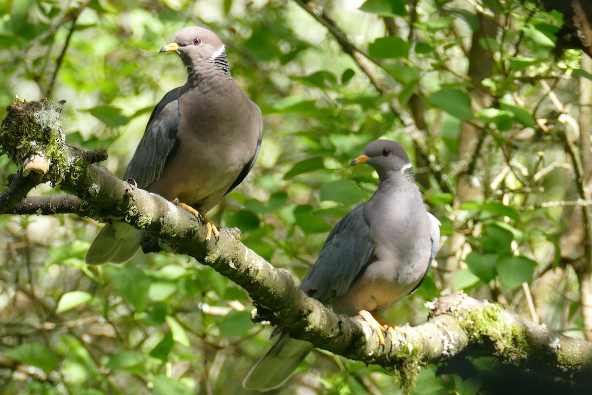 Band-tailed Pigeon - ML617736978