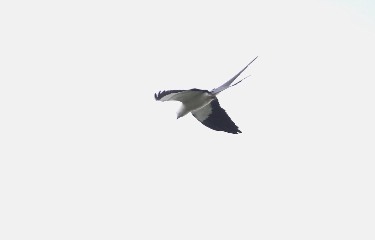 Swallow-tailed Kite - ML617736980