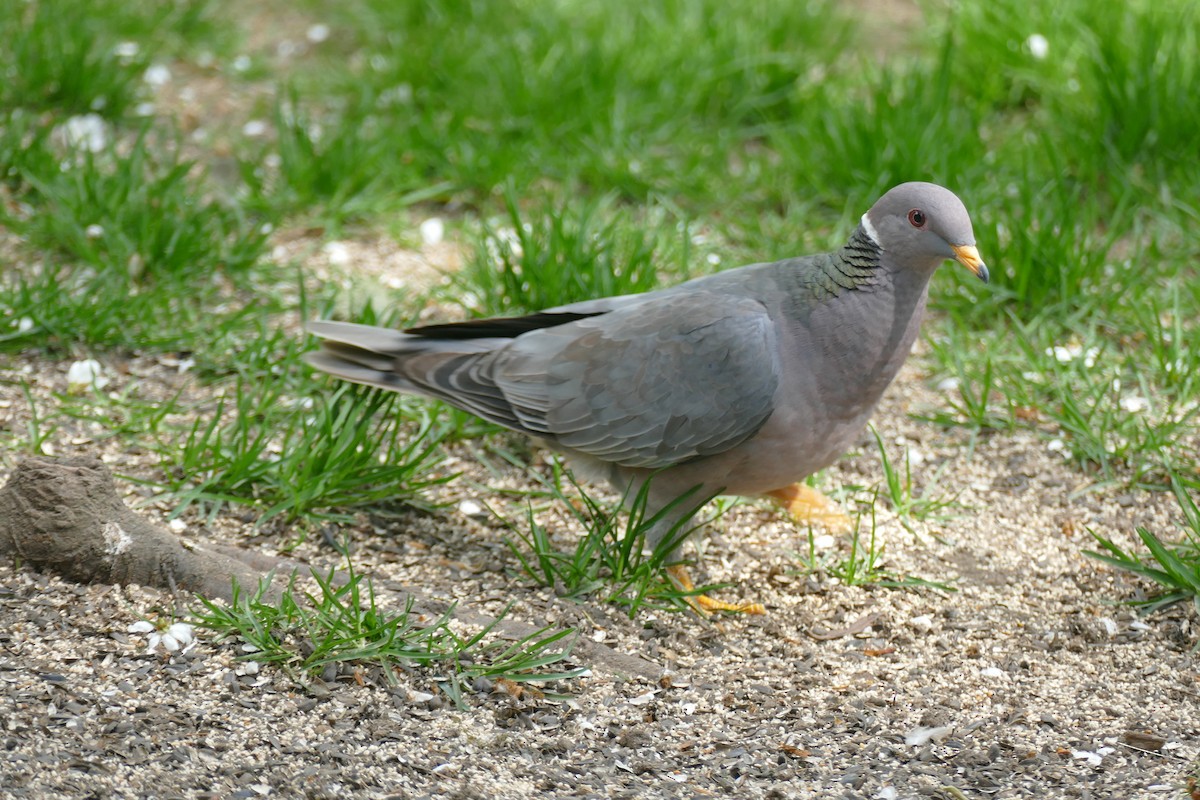 Band-tailed Pigeon - ML617736984