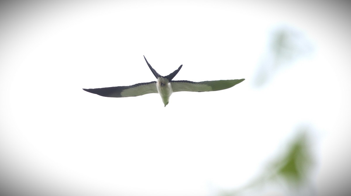 Swallow-tailed Kite - ML617736994
