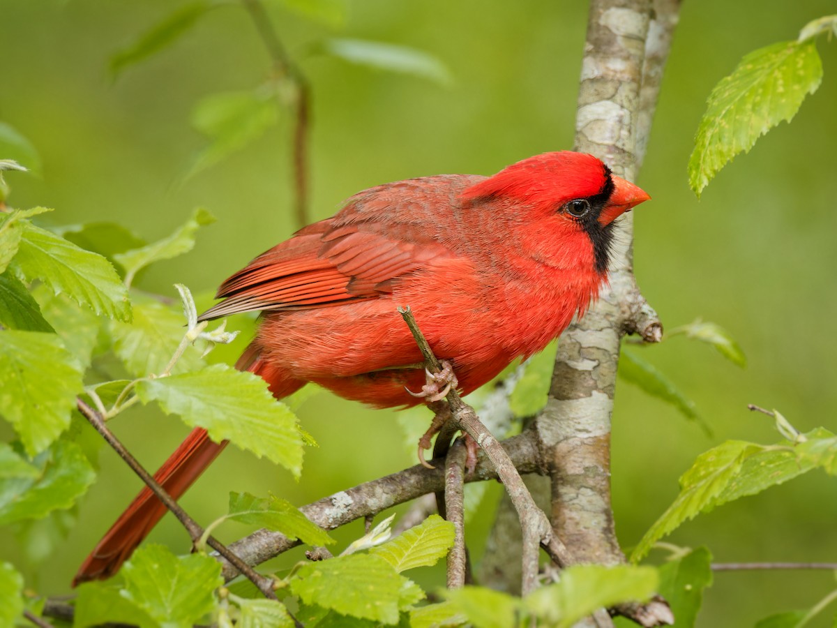 Cardinal rouge - ML617737016